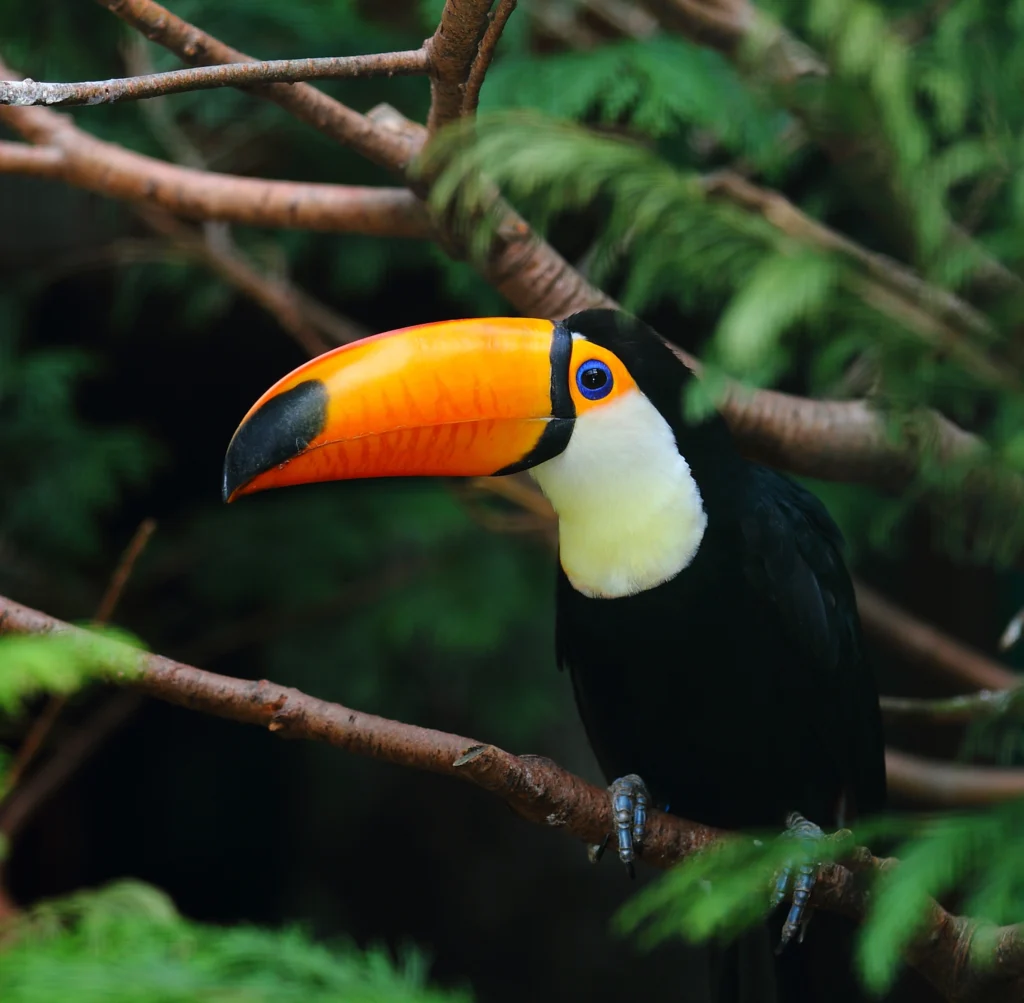Amazon birds Tucan Jungle
